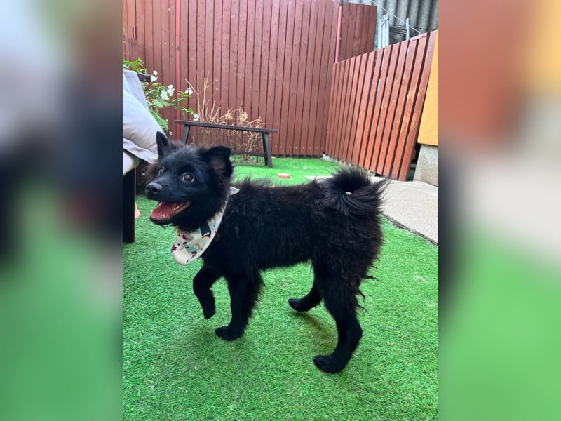 Lio - kleiner Hundejunge