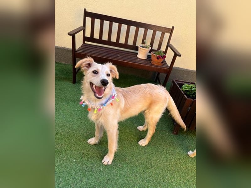 Samuel SR - aufgeschlossen, verspielt