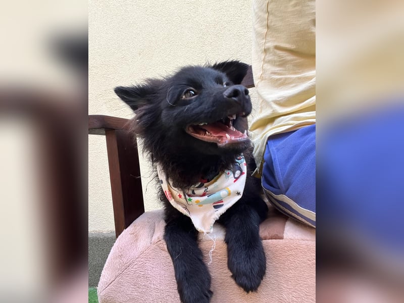 Lio - kleiner Hundejunge