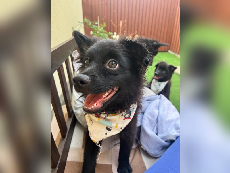 Lio - kleiner Hundejunge