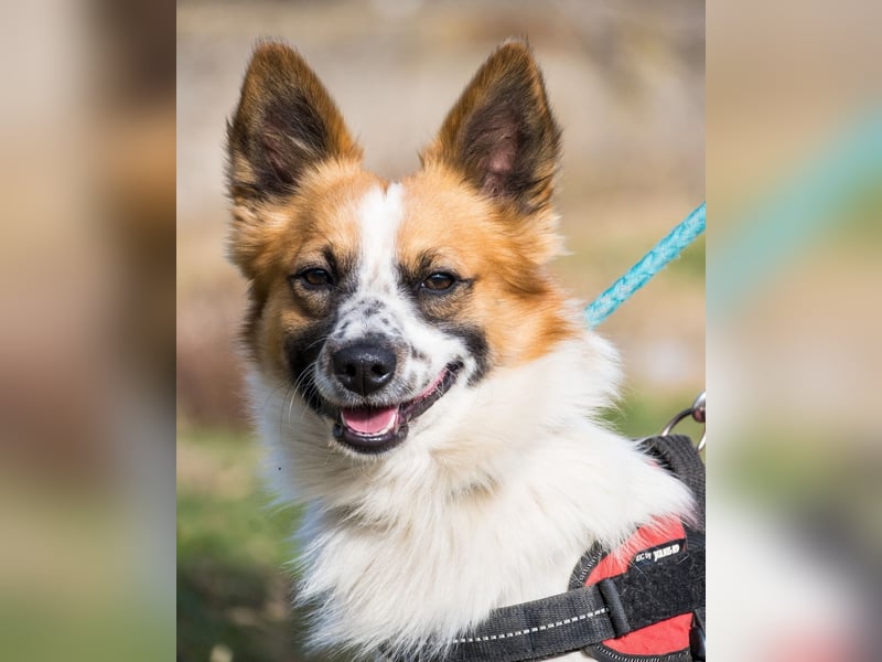 Rusty SI - selbstbewusst, klug