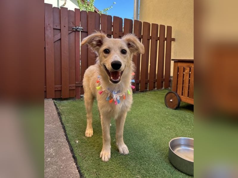 Samuel SR - aufgeschlossen, verspielt