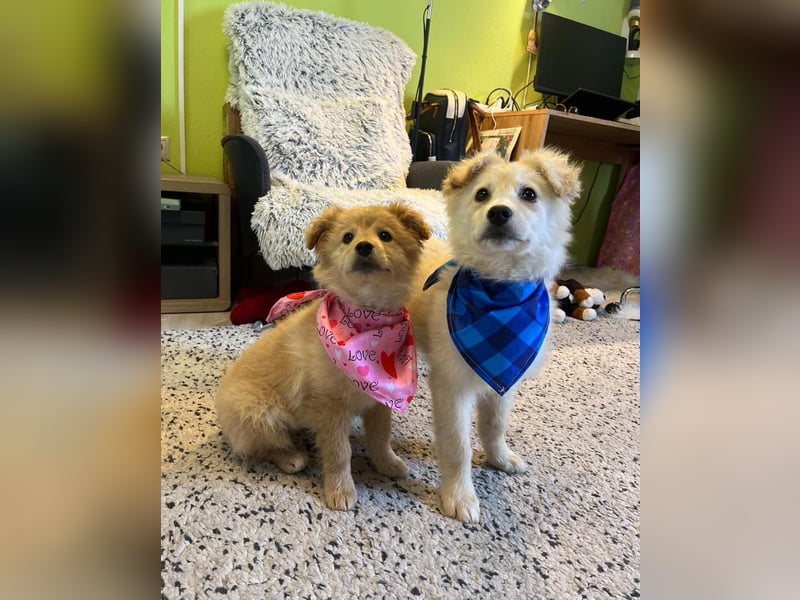 Samuel SR - aufgeschlossen, verspielt