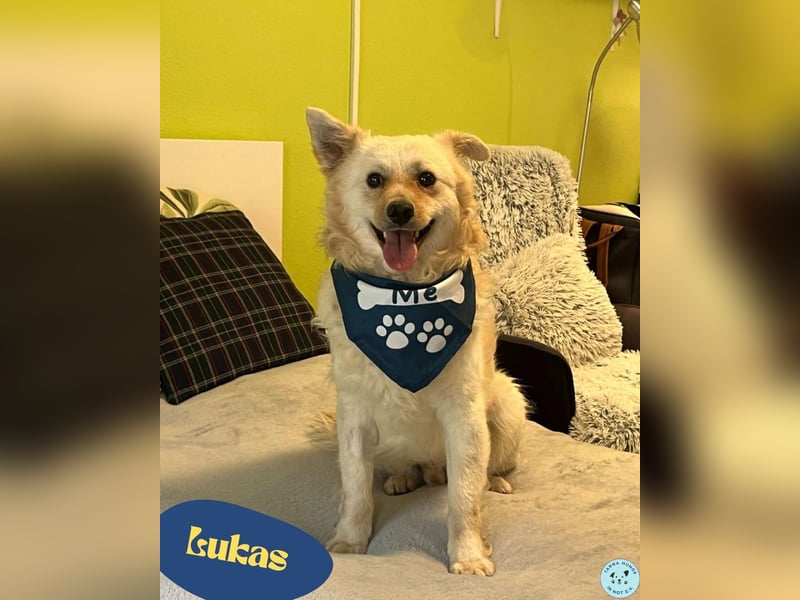 Lukas SR - verträglich, sanft