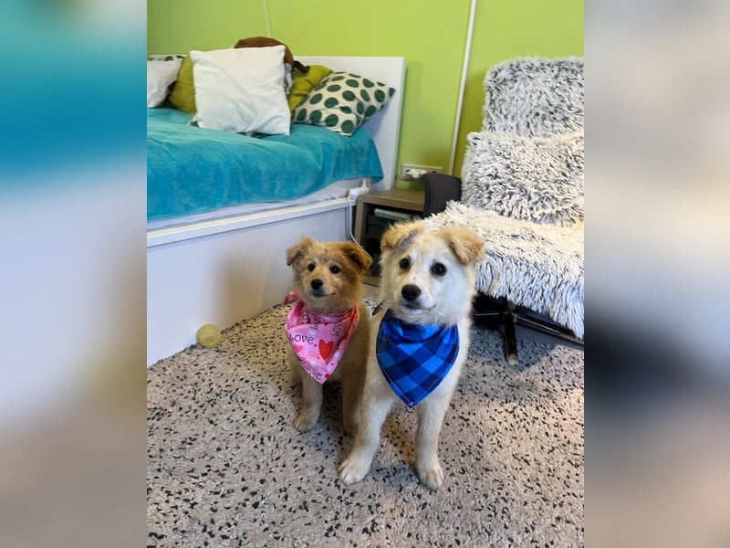 Samuel SR - aufgeschlossen, verspielt