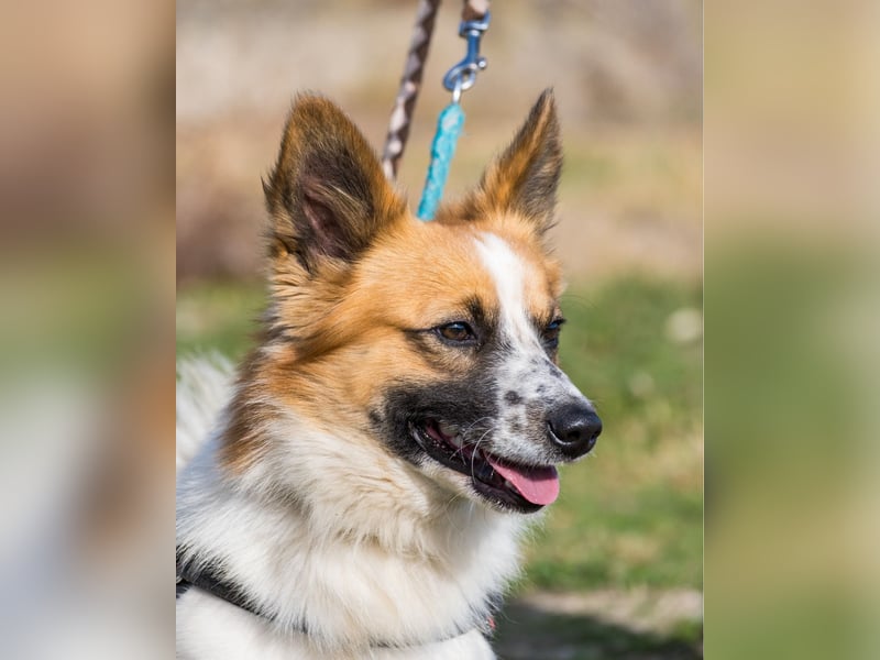 Rusty SI - selbstbewusst, klug