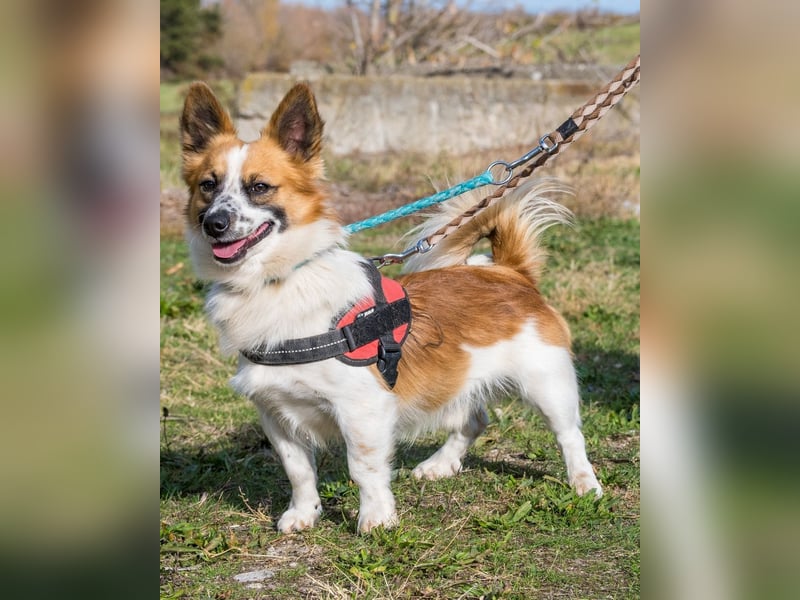 Rusty SI - selbstbewusst, klug