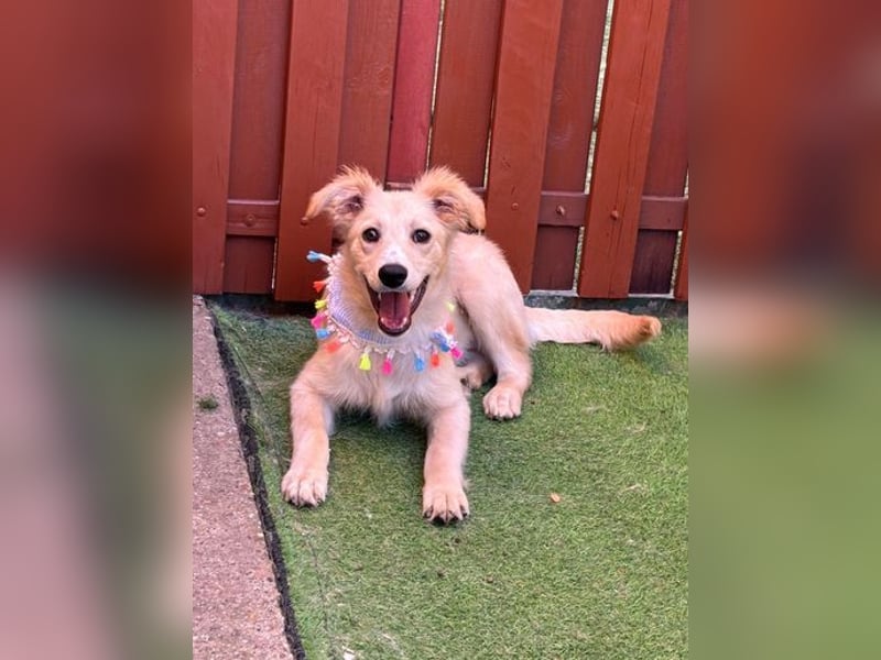 Samuel SR - aufgeschlossen, verspielt