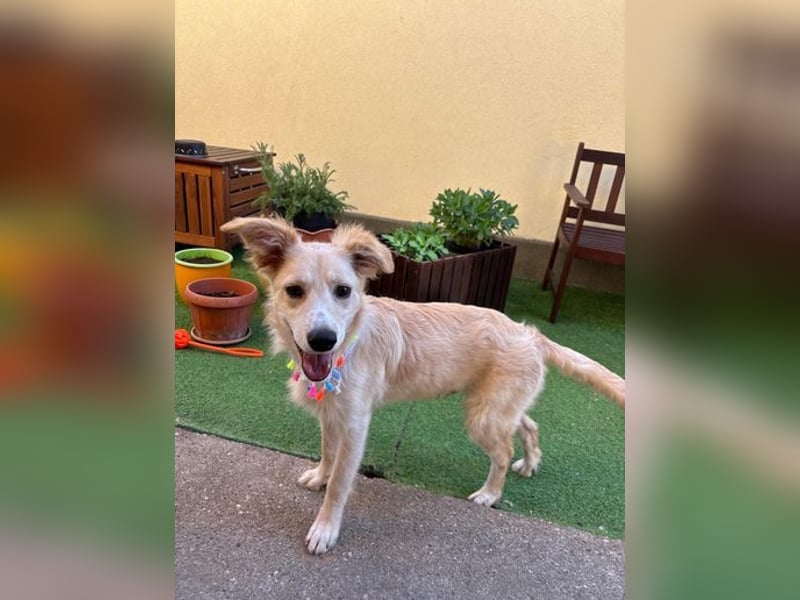 Samuel SR - aufgeschlossen, verspielt