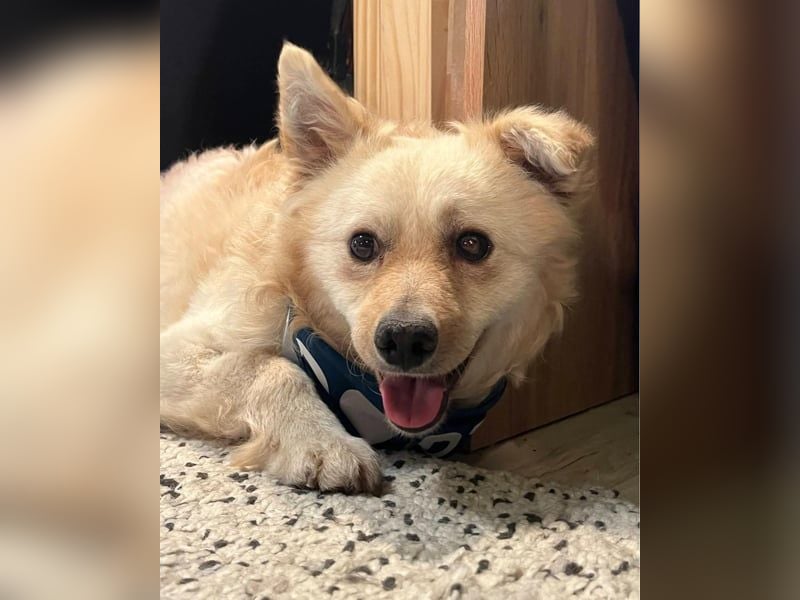 Lukas SR - verträglich, sanft