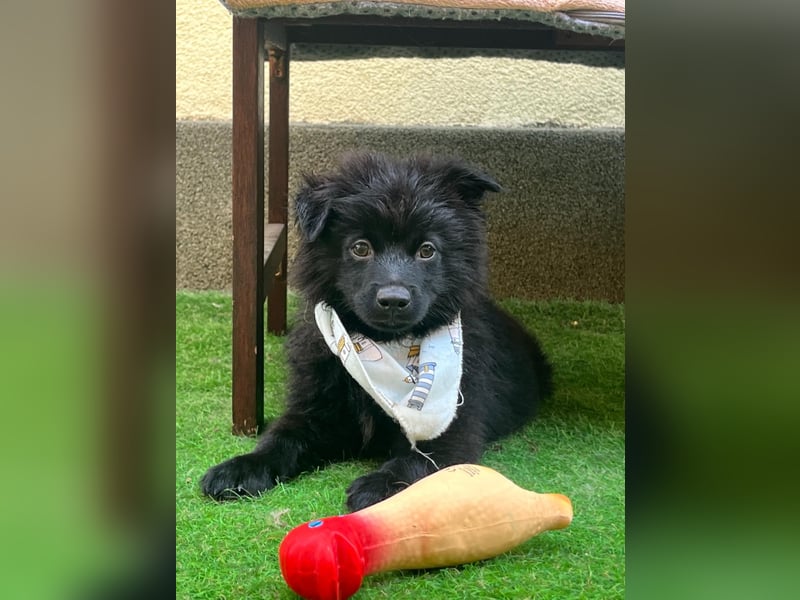 Tito - kleiner Hundejunge