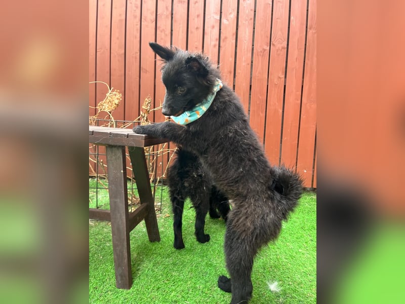 Fido - kleiner Hundejunge