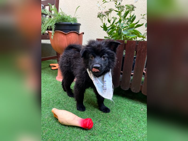 Tito - kleiner Hundejunge