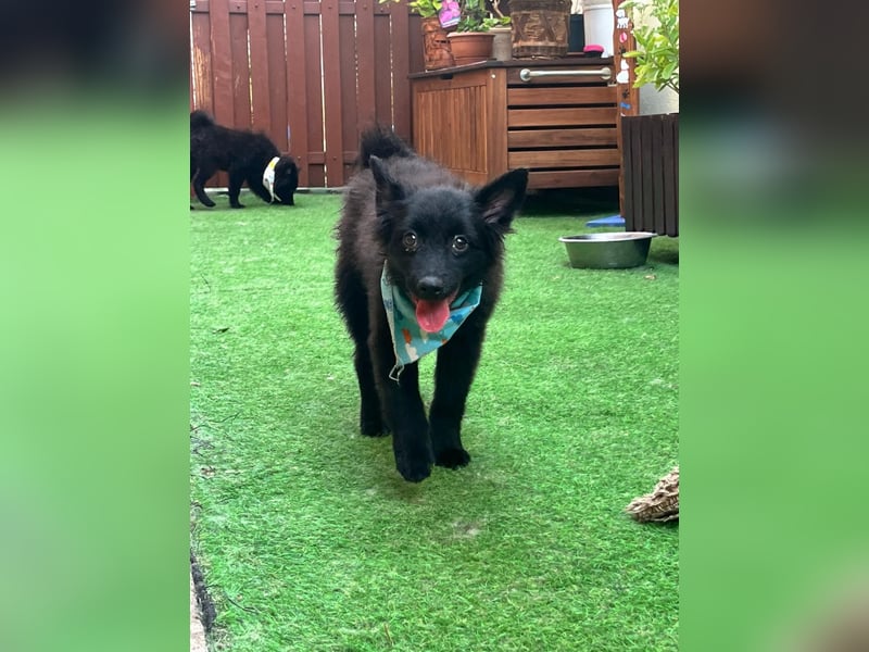 Fido - kleiner Hundejunge