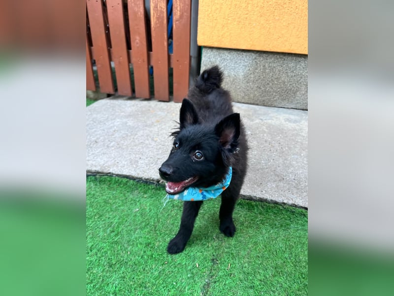 Fido - kleiner Hundejunge
