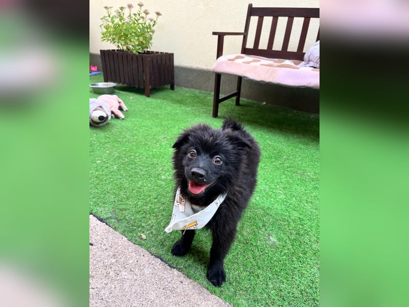 Tito - kleiner Hundejunge