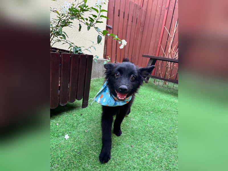 Fido - kleiner Hundejunge
