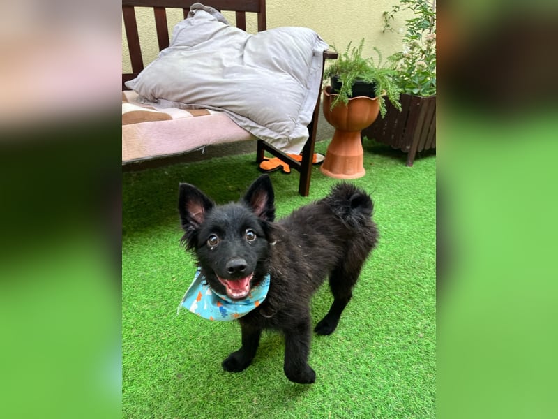 Fido - kleiner Hundejunge