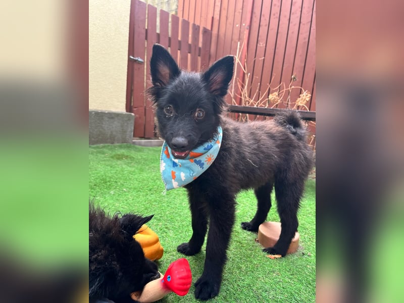 Fido - kleiner Hundejunge