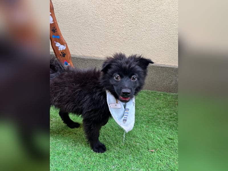 Tito - kleiner Hundejunge