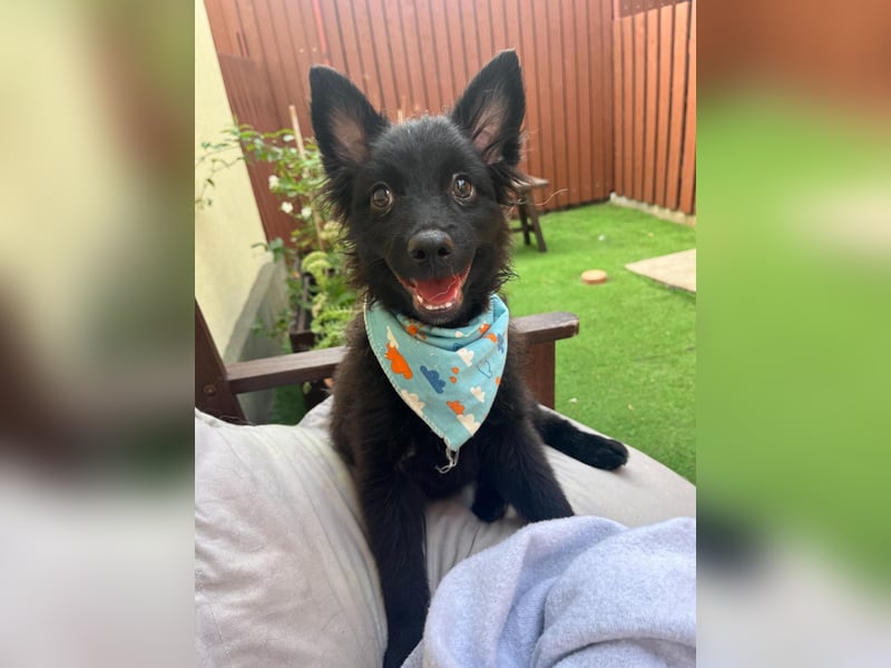 Fido - kleiner Hundejunge