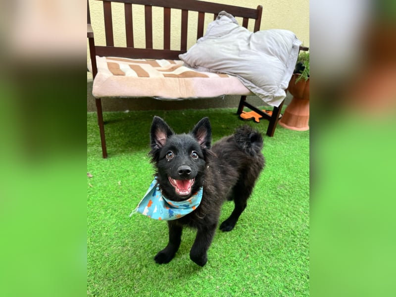 Fido - kleiner Hundejunge