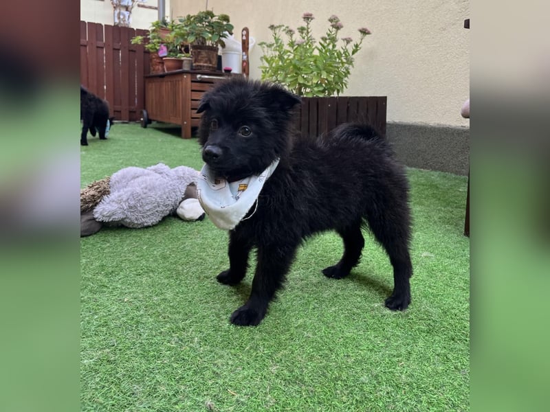 Tito - kleiner Hundejunge