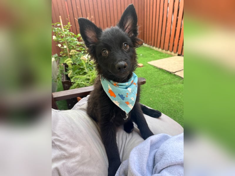 Fido - kleiner Hundejunge