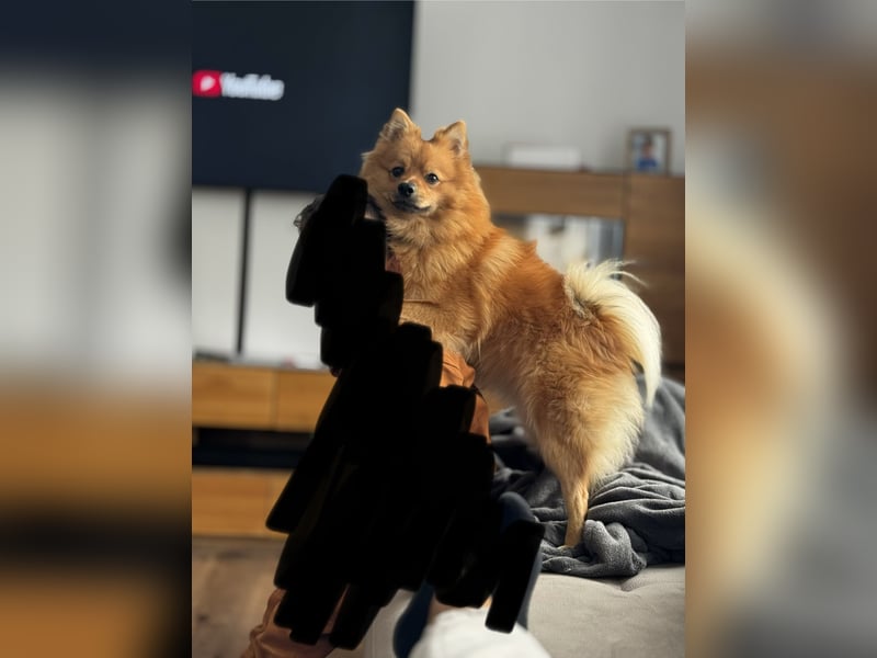 Deutscher Mittelspitz