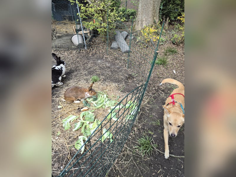 Ebby, kleine junge Mischlingshündin