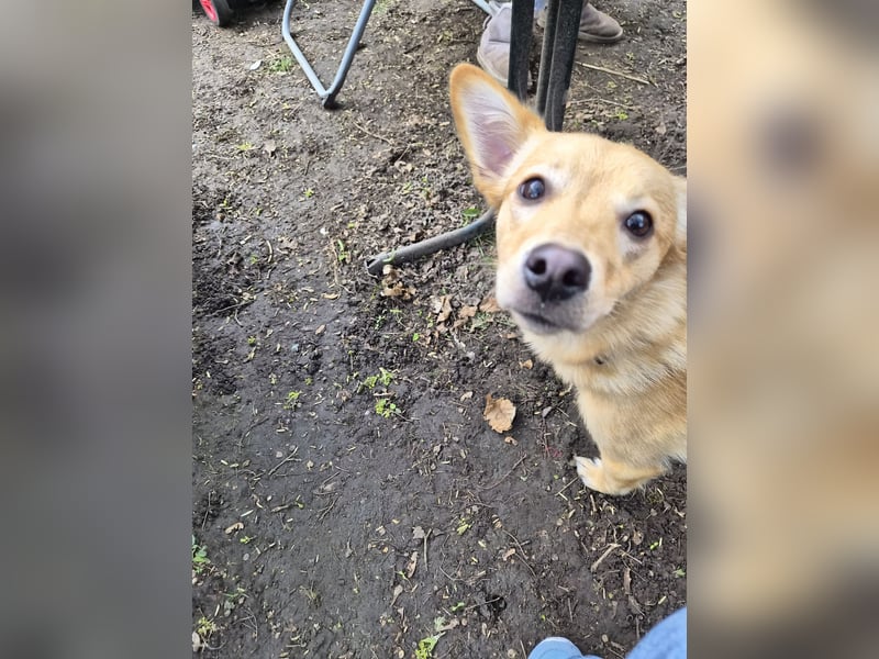 Ebby, kleine junge Mischlingshündin