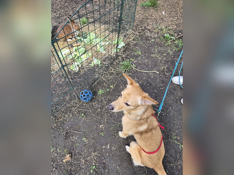 Ebby, kleine junge Mischlingshündin