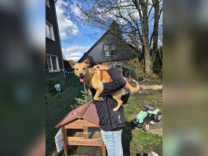 Ebby, kleine junge Mischlingshündin