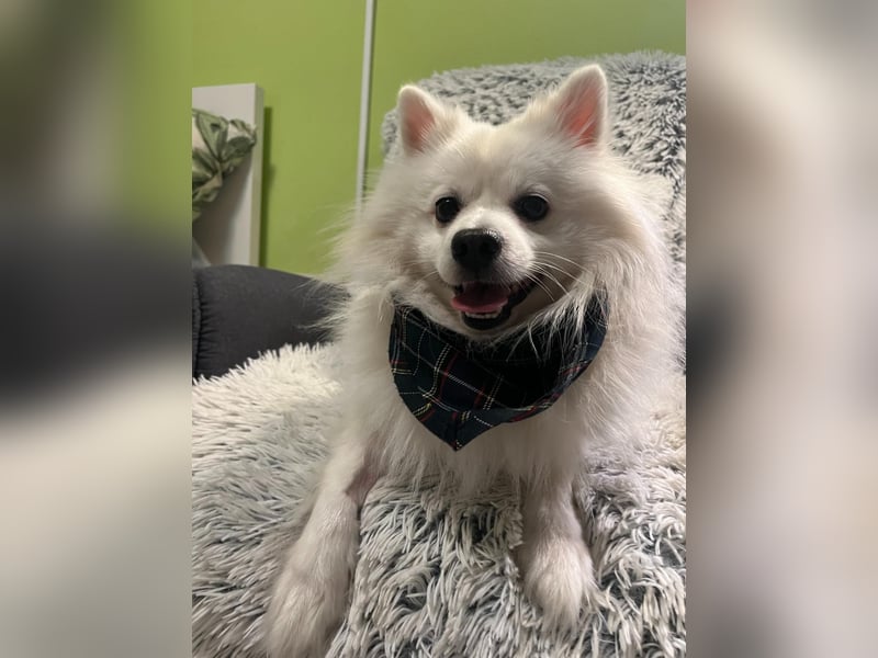 Fido wünscht sich ein Neustart