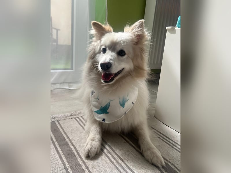 Brutus sucht geduldige Menschen