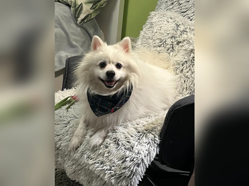 Fido wünscht sich ein Neustart