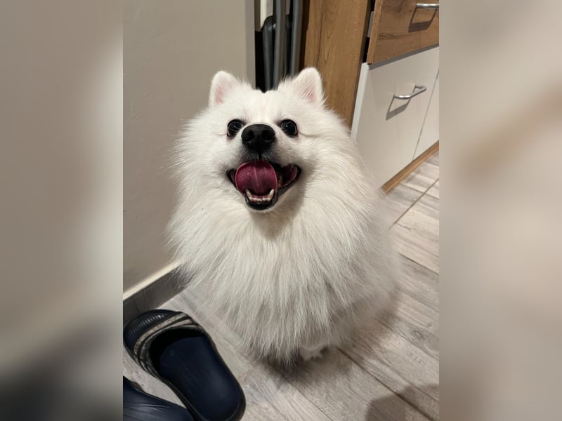 Fido wünscht sich ein Neustart