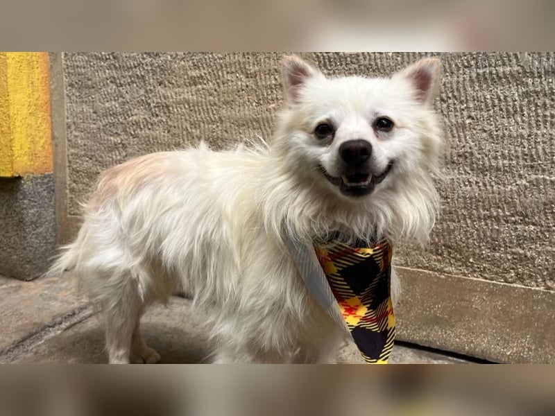 Eddy sucht Kuscheleinheiten!