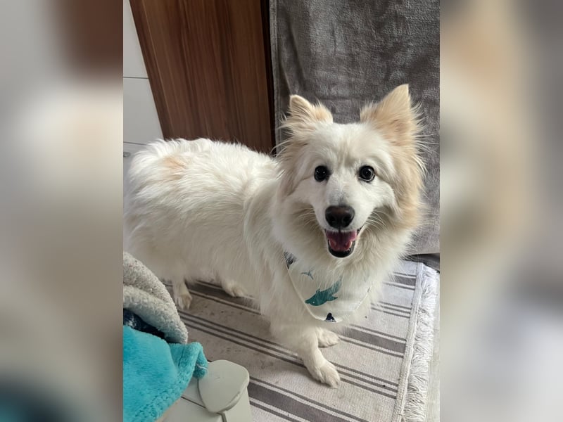 Brutus sucht geduldige Menschen