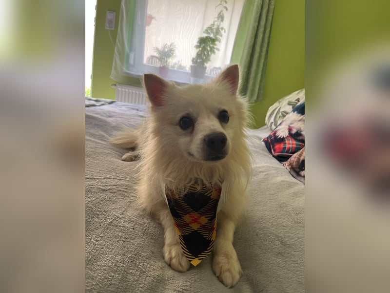 Eddy sucht Kuscheleinheiten!