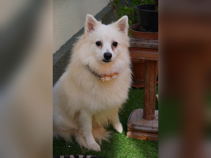 Ted sucht ruhiges, verständnisvolles Zuhause