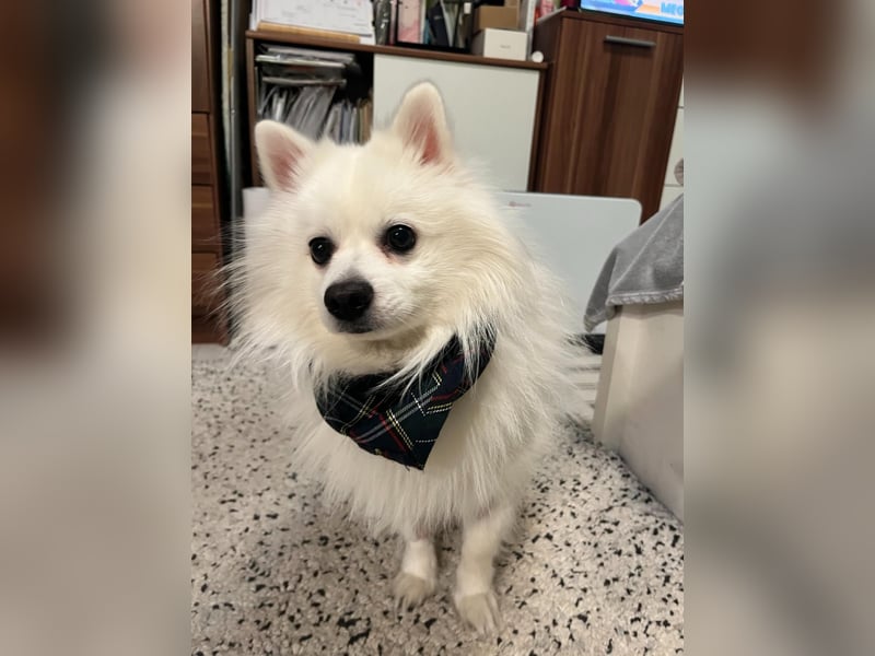 Fido wünscht sich ein Neustart