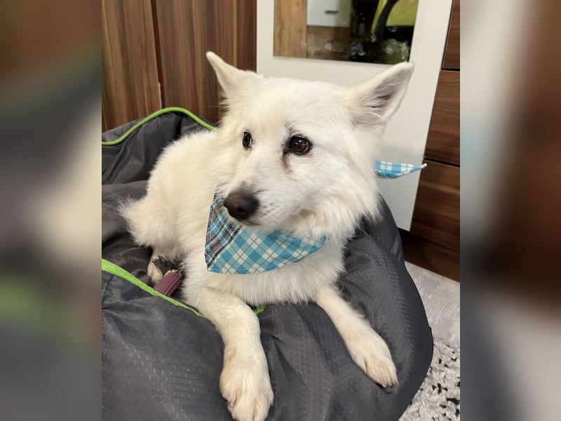 Kody SR- Gelassener Gentleman sucht sein Glück!