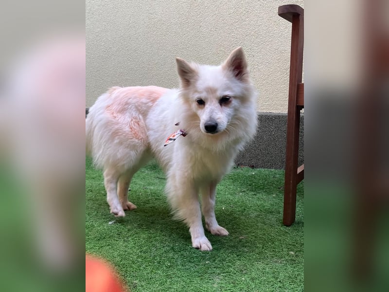 Amy SR – Kleines Energiebündel mit großem Herz sucht sportliche Menschen