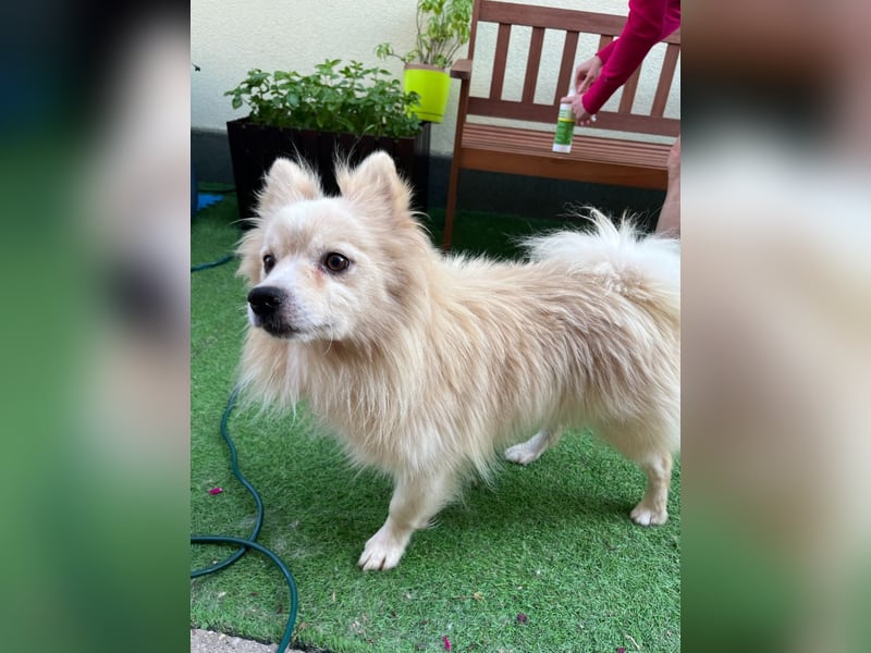 Maddox SR - Kuschelbär möchte Auftauen