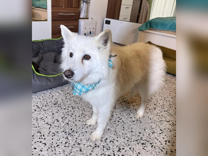 Kody SR- Gelassener Gentleman sucht sein Glück!