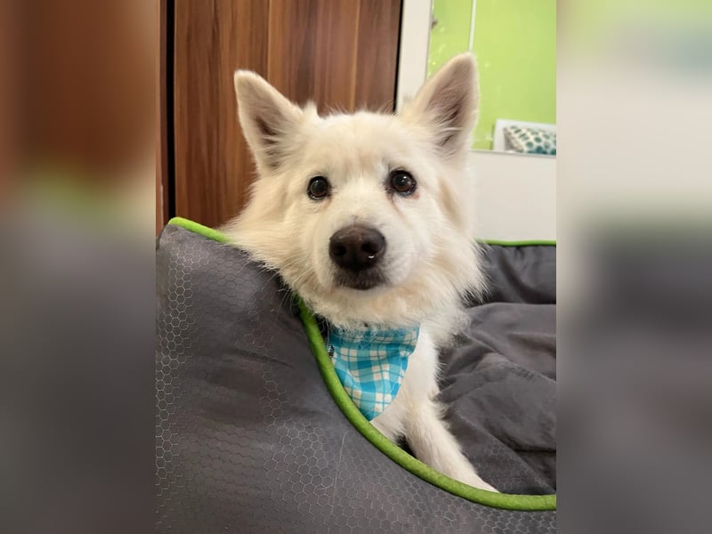 Kody SR- Gelassener Gentleman sucht sein Glück!