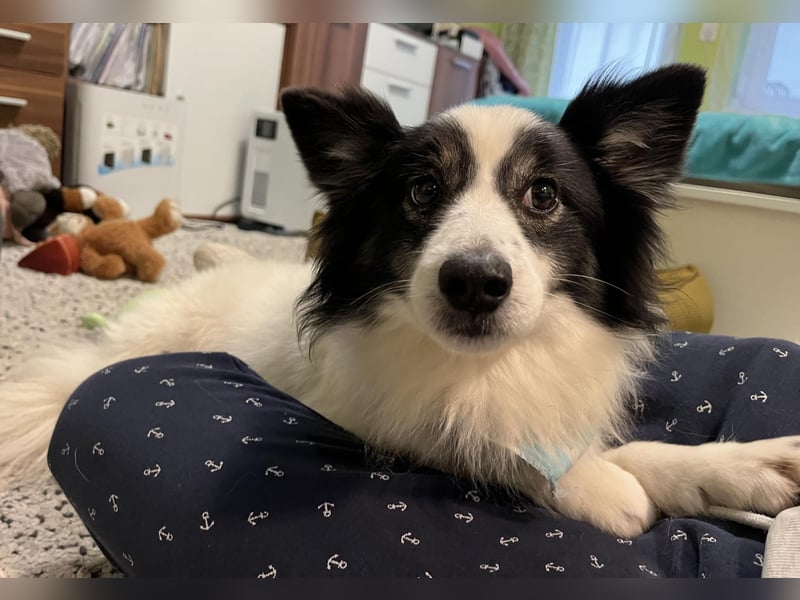 Jerry SR- Gutmütiger Sonnenschein sucht Zuhause