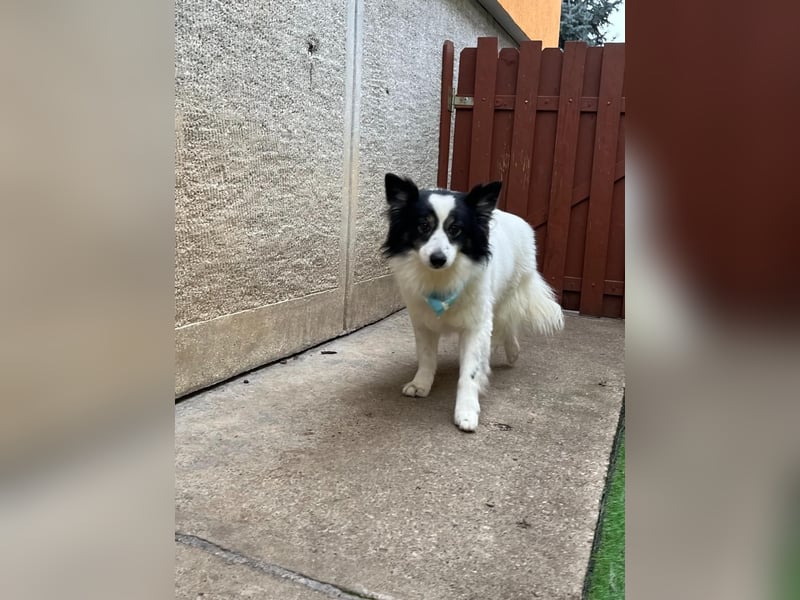 Jerry SR- Gutmütiger Sonnenschein sucht Zuhause