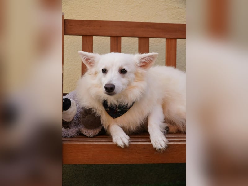 Timm-SR – Schatz sucht Liebe und Vertrauen!